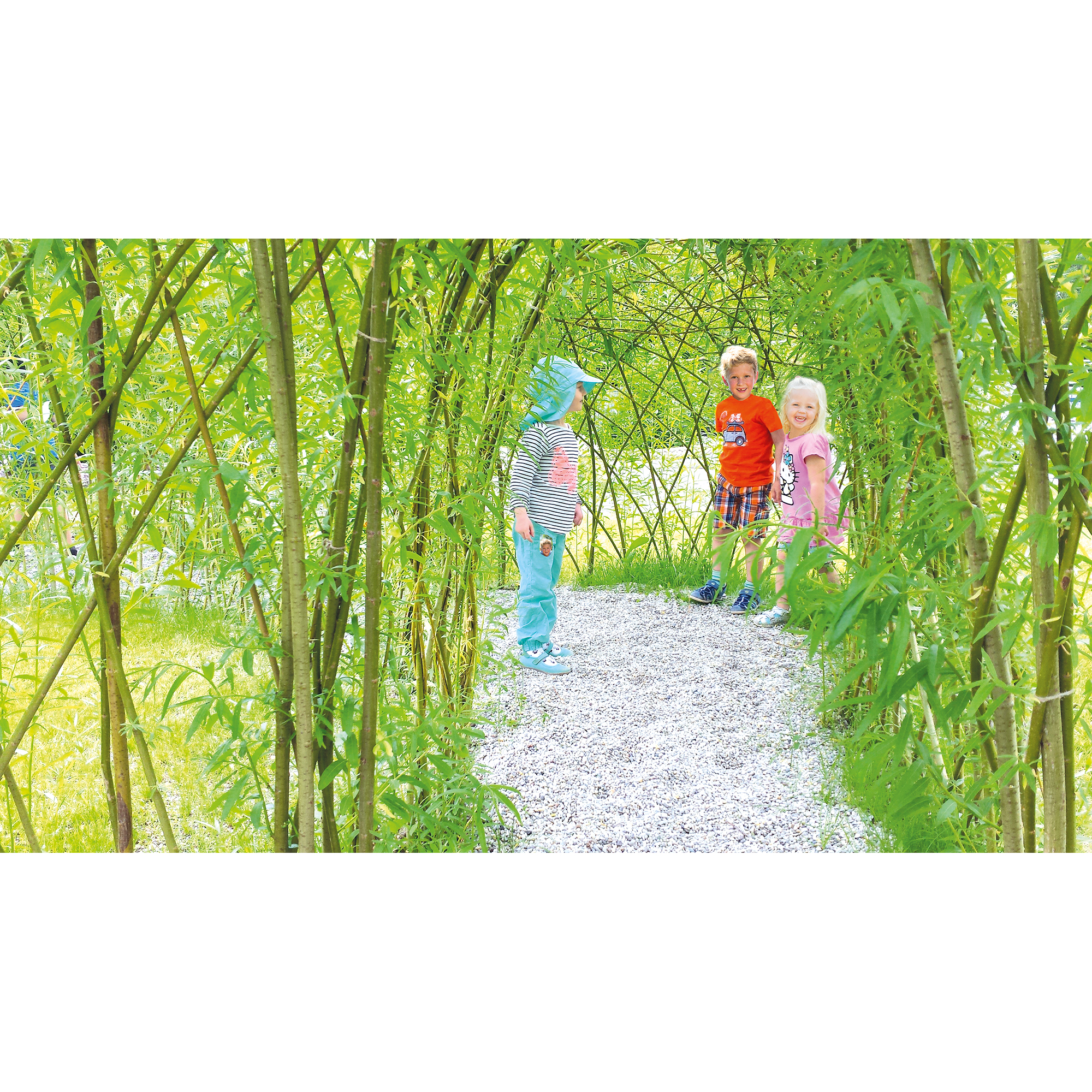 Weidenpflanzen für Weidentunnel (Set für einen 3 m Tunnel)