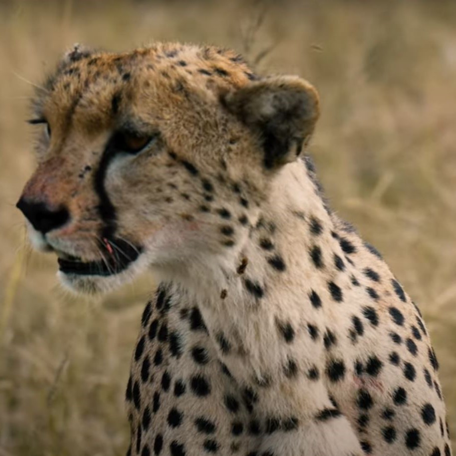 Traumreise Stick "Tansania, Winter & Wiese"