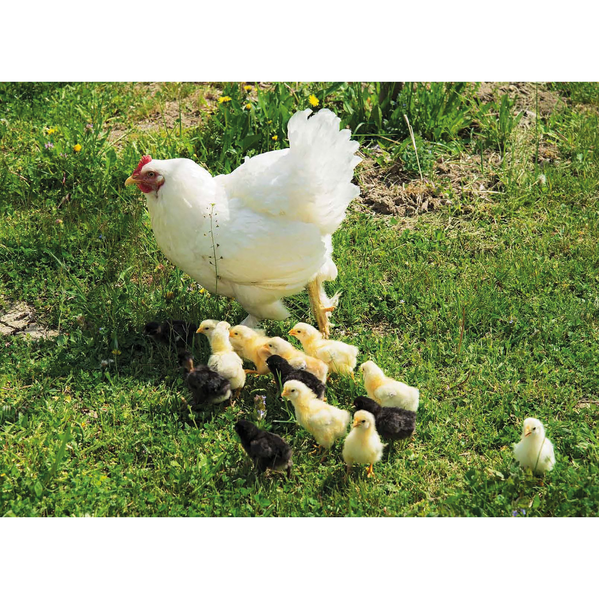 Huhn, Schwein und Kuh. Tiere auf dem Bauernhof. Kamishibai Bildkarten und Memospiel