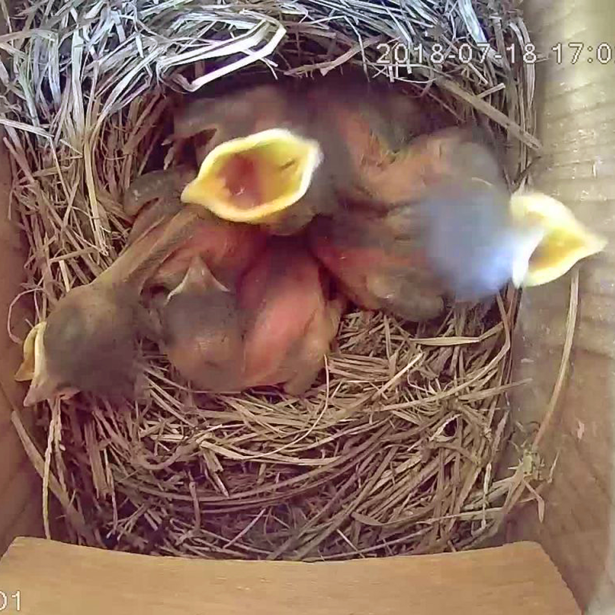 Nistkasten Ø 28 mm Einflugsöffnung