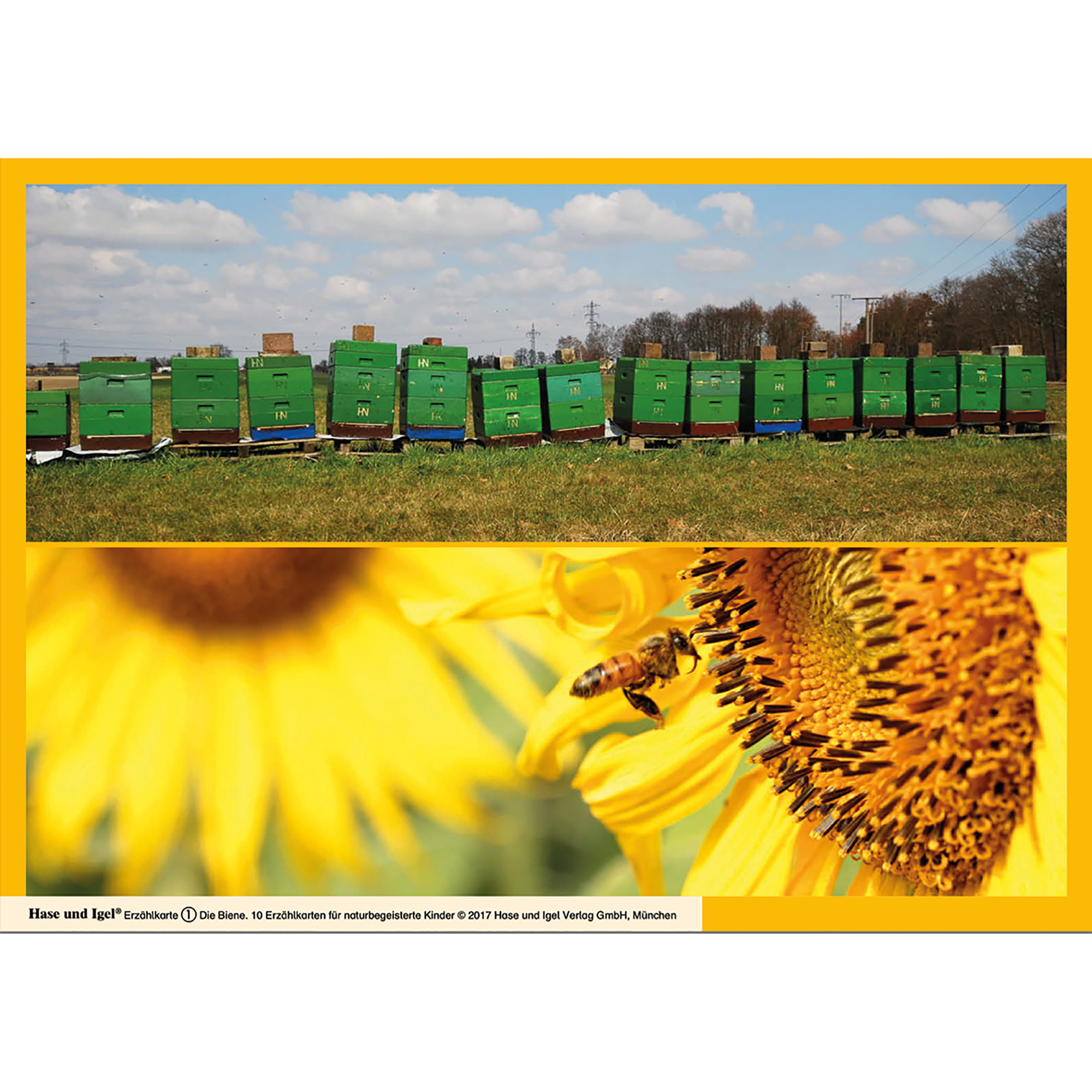 Die Biene / Kamishibai Bildkarten