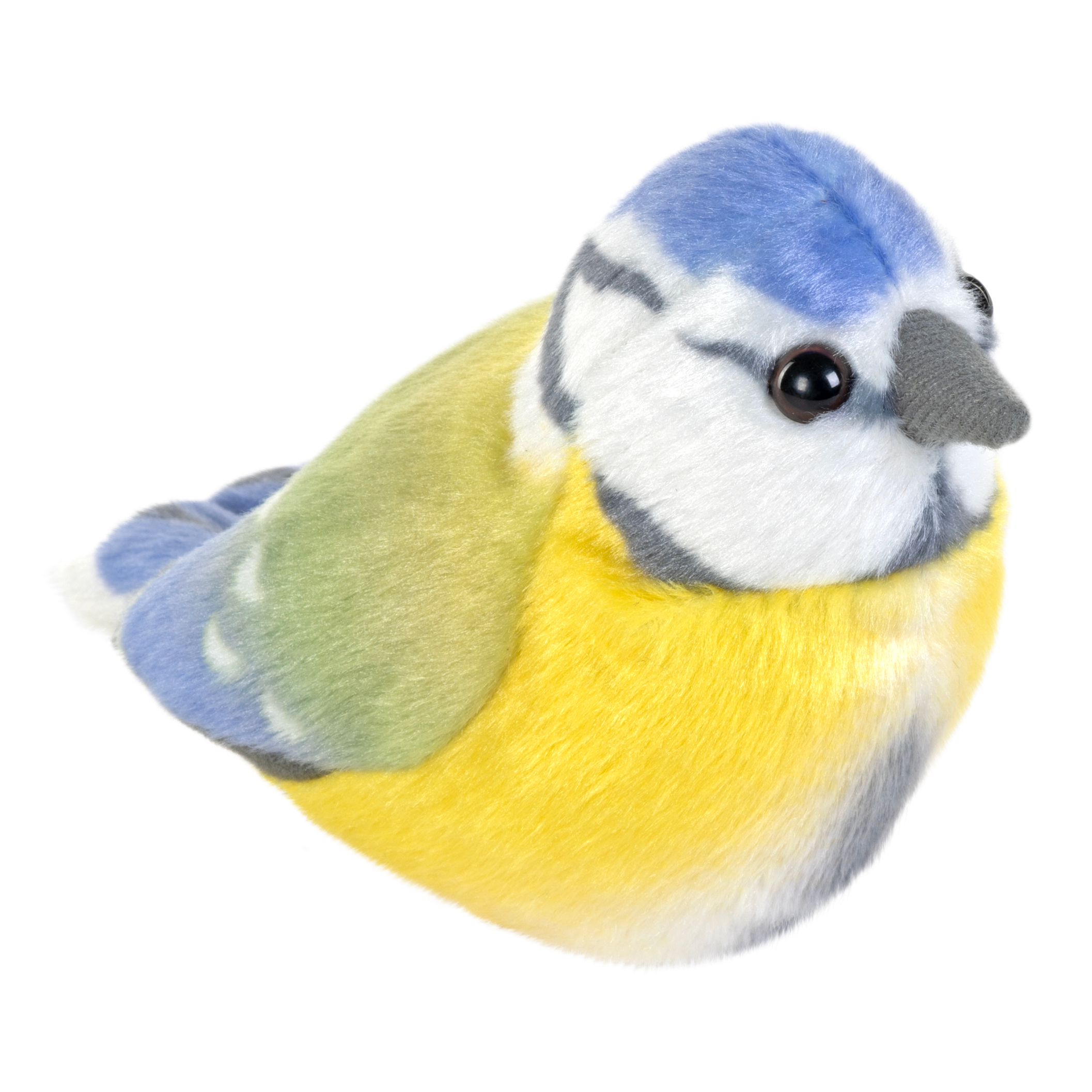 Singende Vögel Blaumaise