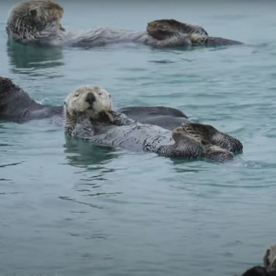 Traumreise Stick "Tansania, Winter & Wiese"