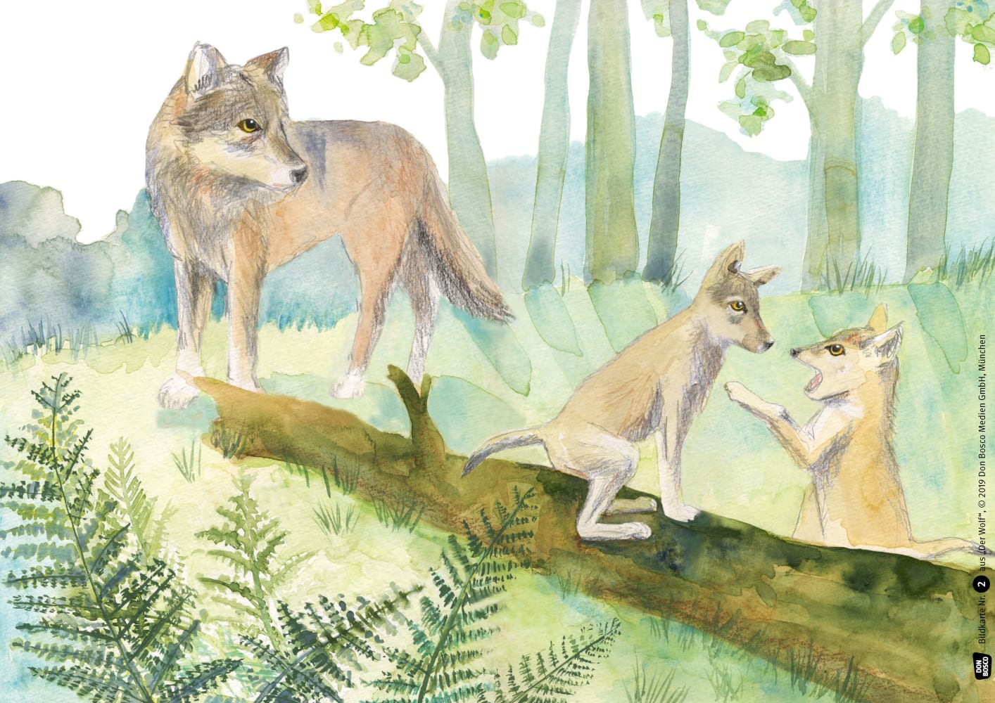 Der Wolf. Kamishibai Bildkartenset.