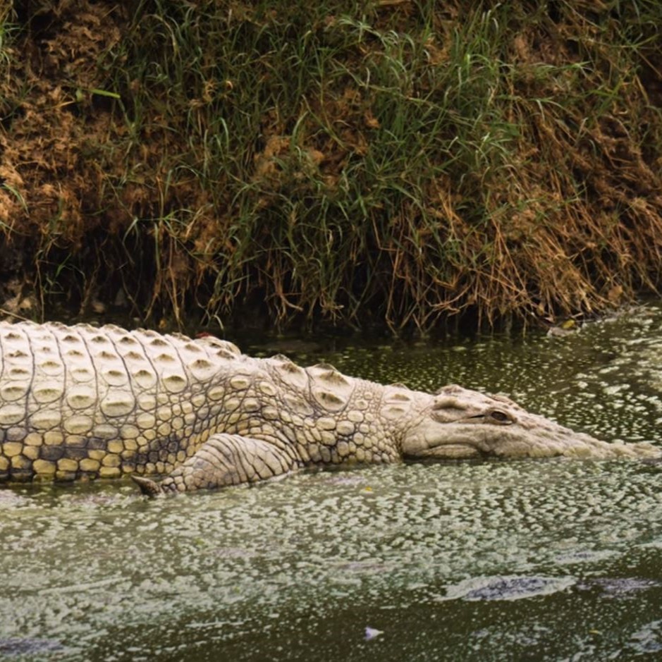 Traumreise Stick "Tansania, Winter & Wiese"
