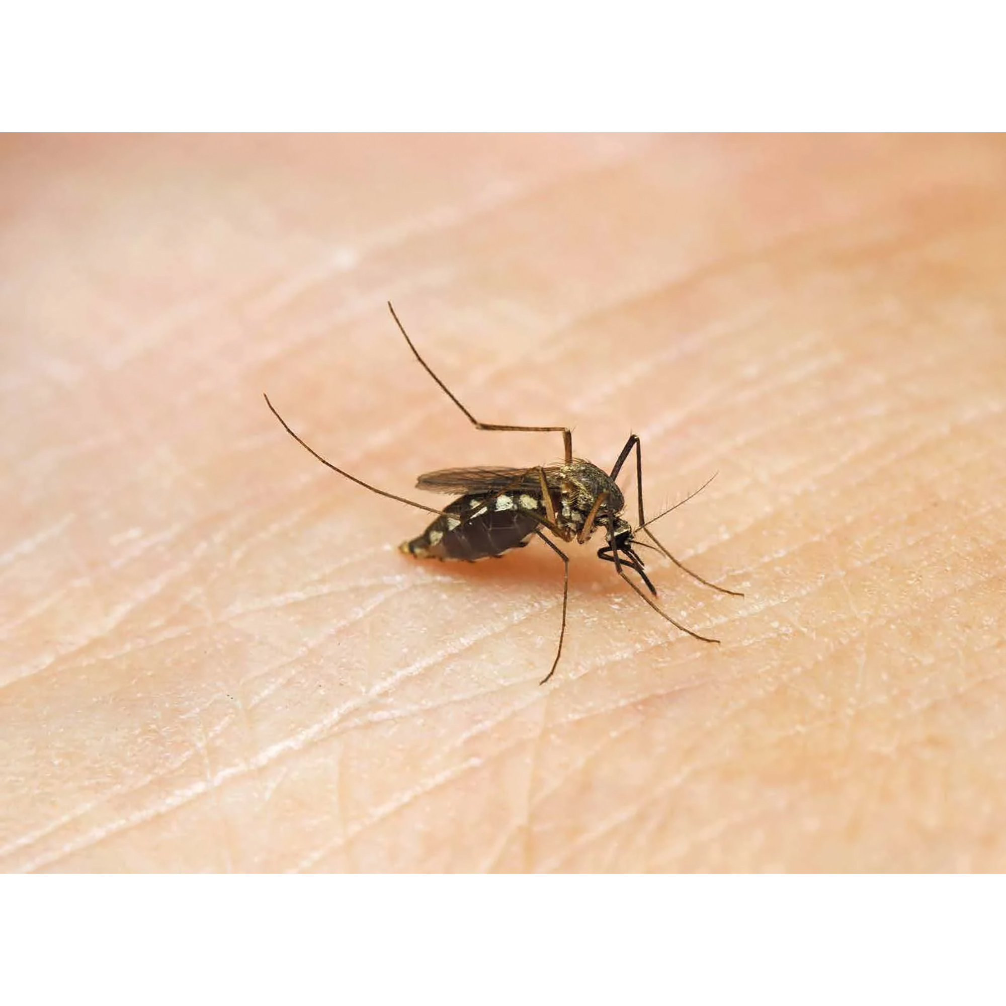 Ameise, Biene und Schmetterling. Unsere Insekten. Kamishibai Bildkarten und Memo-Spiel