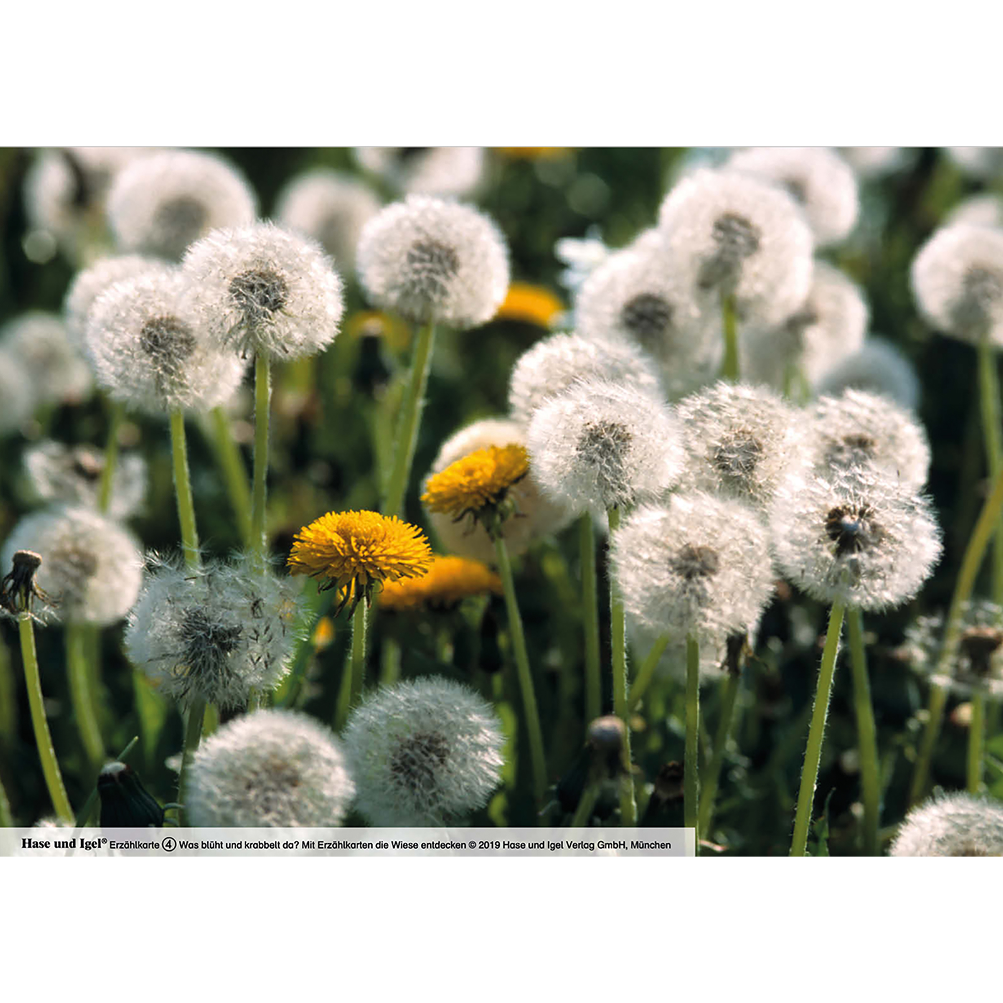 Was blüht und krabbelt da? / Kamishibai Bildkarten