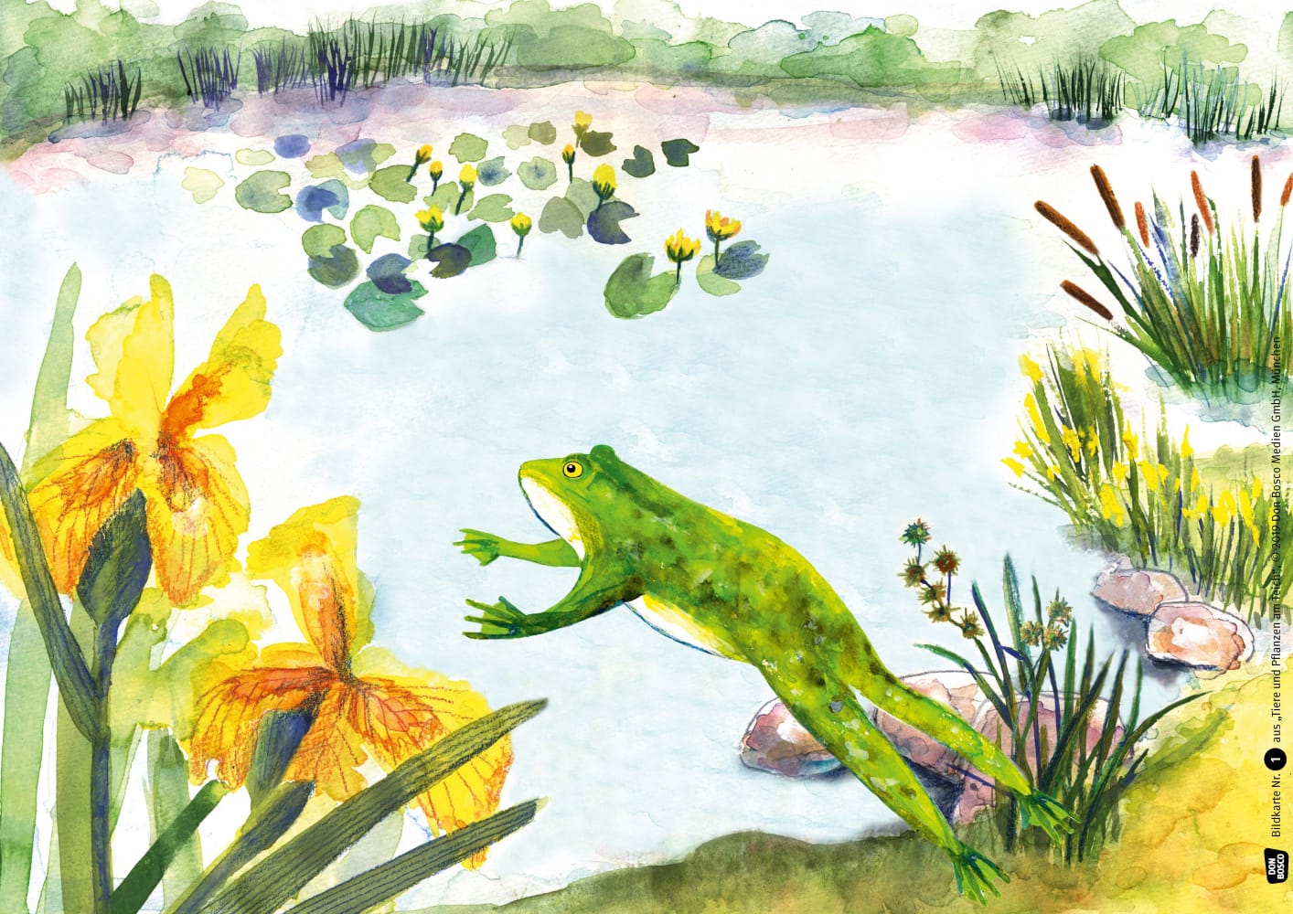 Tiere und Pflanzen am Teich. Kamishibai-Bildkartenset.