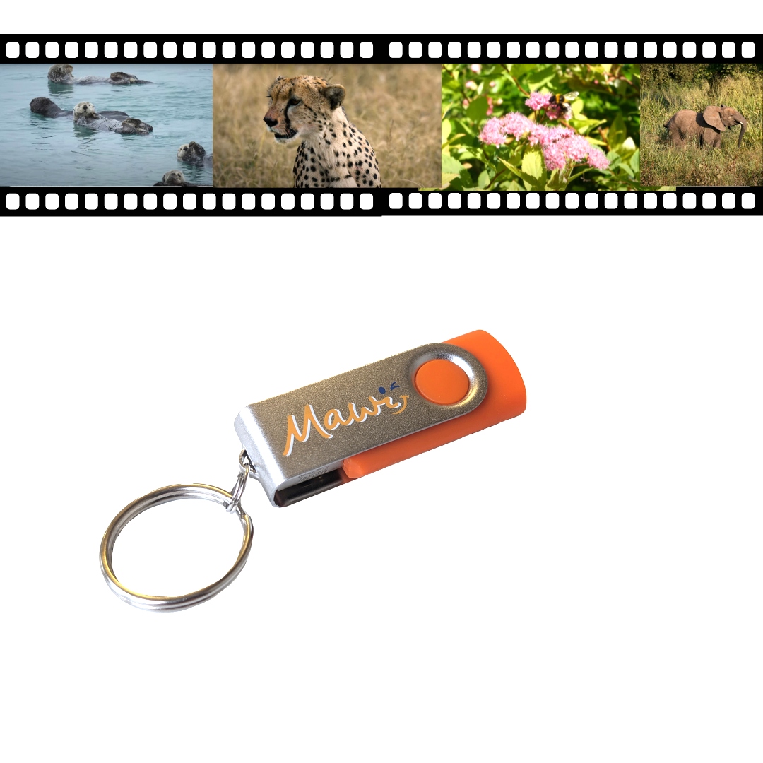 Traumreise Stick "Tansania, Winter & Wiese"