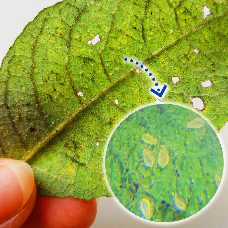 Mawi Tablet- & Handymikroskop