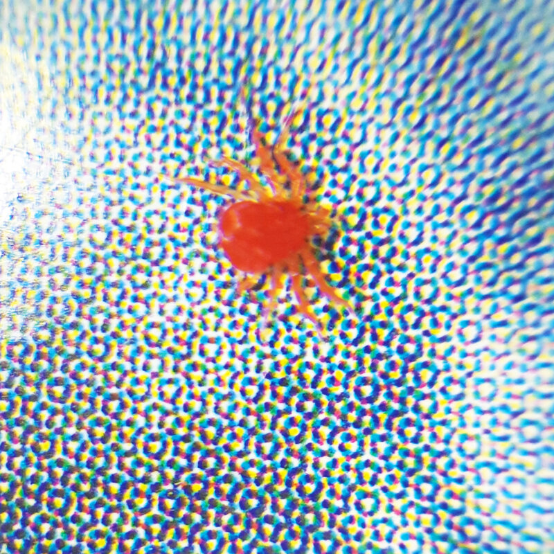 Mawi Tablet- & Handymikroskop