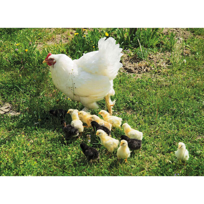 Huhn, Schwein und Kuh. Tiere auf dem Bauernhof. Kamishibai Bildkarten und Memospiel