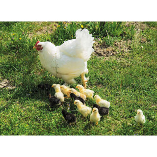 Huhn, Schwein und Kuh. Tiere auf dem Bauernhof. Kamishibai Bildkarten und Memospiel