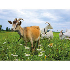 Kamishibai Karten Huhn, Schwein & Kuh