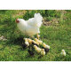 Kamishibai Karten Huhn, Schwein & Kuh