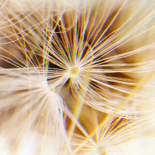 Set: 3x Mawi-Handymikroskope inkl. 3 x Büchlein