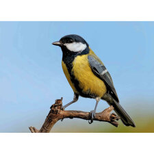 Amsel, Drossel, Fink und Star. Die Vögel in unserem...