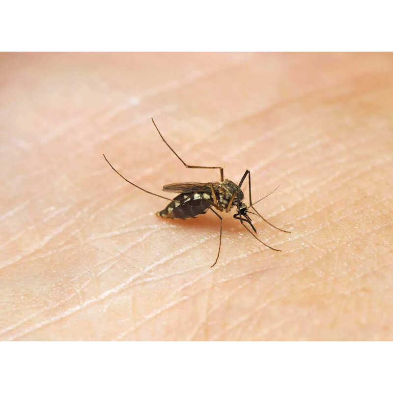 Ameise, Biene und Schmetterling. Unsere Insekten. Kamishibai Bildkarten und Memo-Spiel