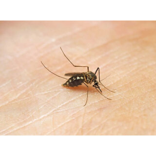 Ameise, Biene und Schmetterling. Unsere Insekten. Kamishibai Bildkarten und Memo-Spiel