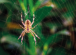 Kamishibai Karten Ameise, Biene und Schmetterling. Unsere Insekten. Kamishibai Bildkarten und Memo-Spiel