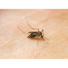 Ameise, Biene und Schmetterling. Unsere Insekten....