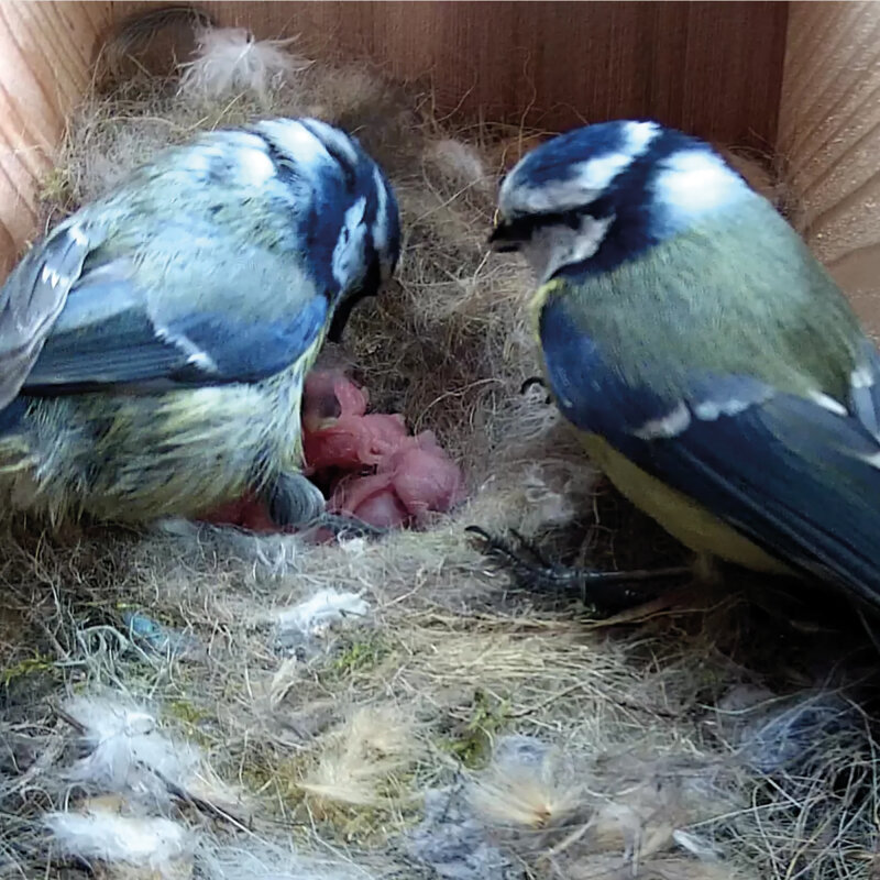 WiFi-Nistkasten mit Kamera