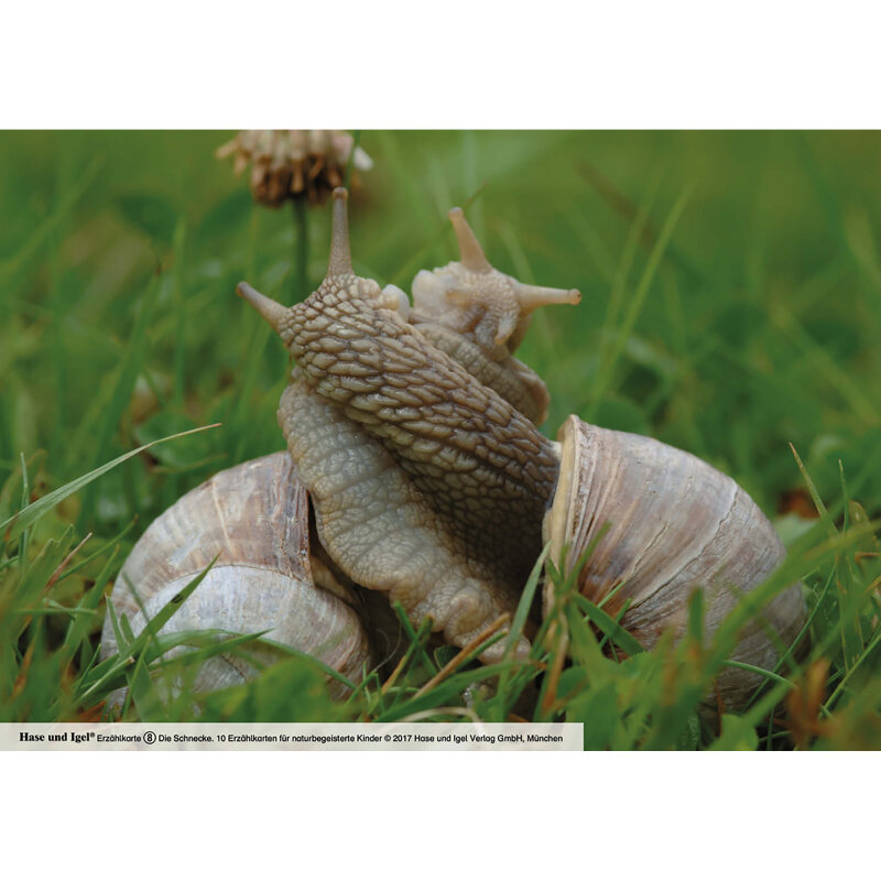 Kamishibai Karten Die Schnecke