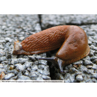 Die Schnecke / Kamishibai Bildkarten