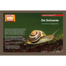 Die Schnecke / Kamishibai Bildkarten