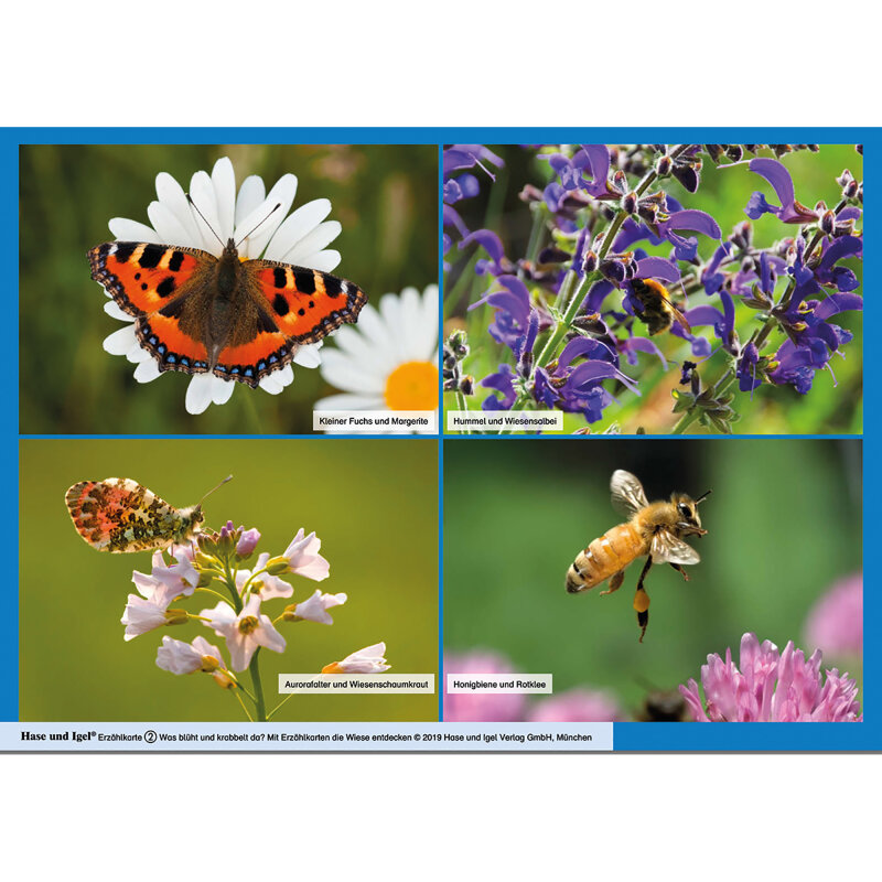 Was blüht und krabbelt da? / Kamishibai Bildkarten