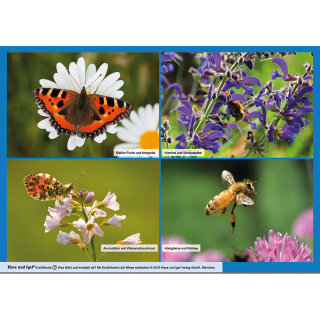 Was blüht und krabbelt da? / Kamishibai Bildkarten