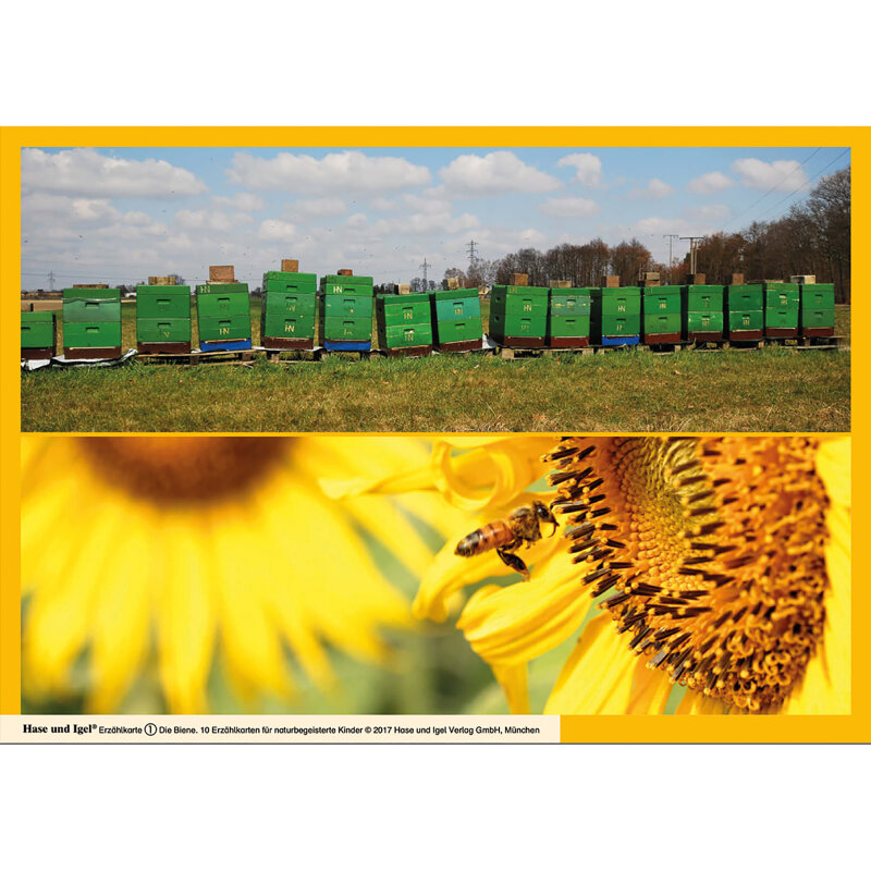 Kamishibai Karten Die Biene