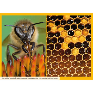 Kamishibai Karten Die Biene