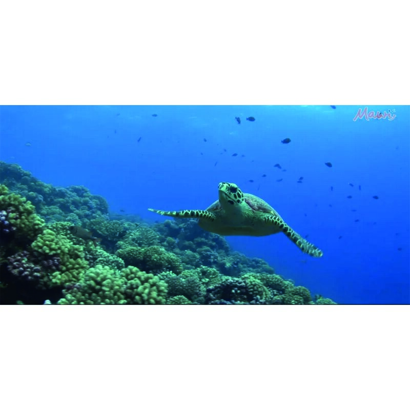 Traumreise Stick "Klang & Vision"