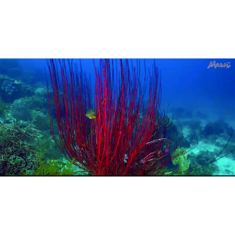 Traumreise Stick "Klang & Vision"