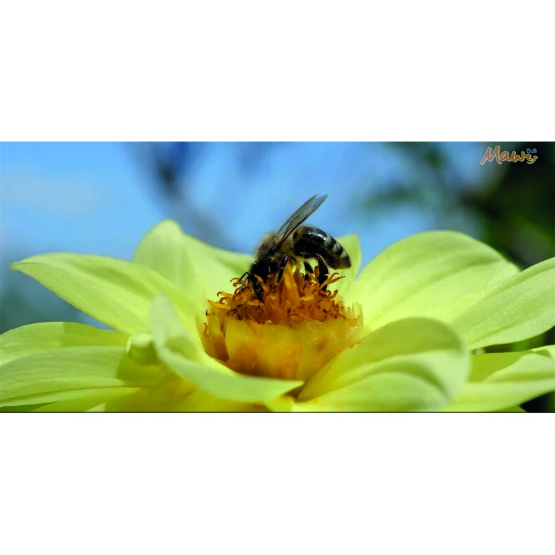 Traumreise Stick "Klang & Vision"