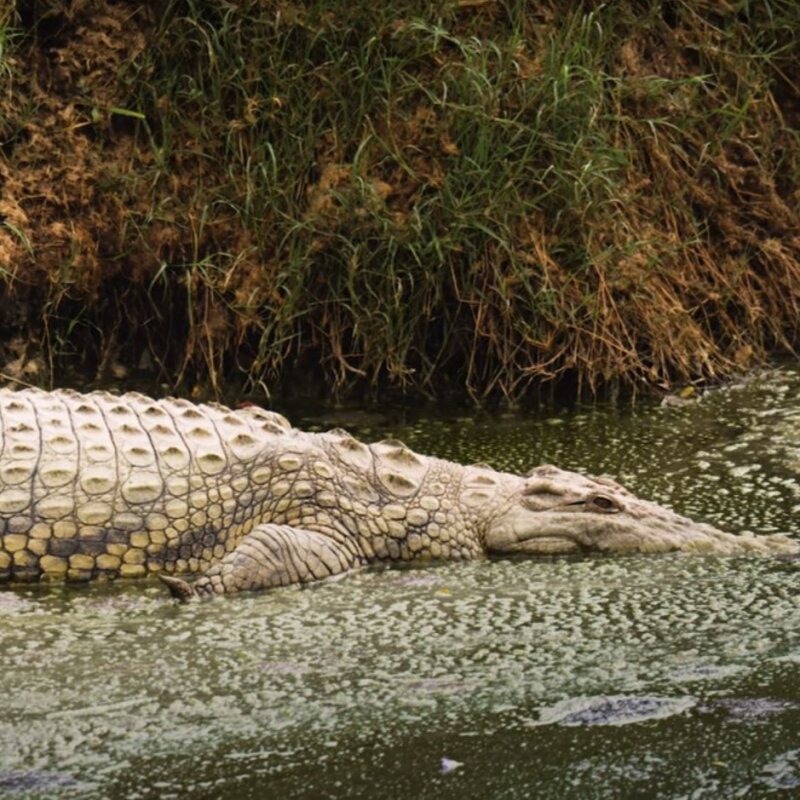Traumreise Stick "Tansania, Winter & Wiese"