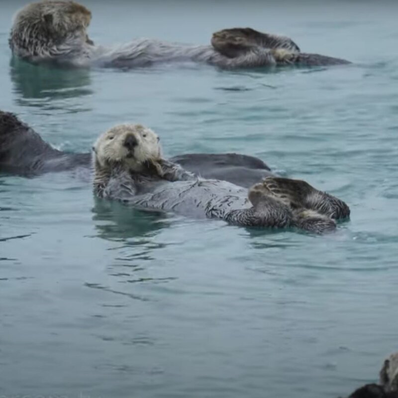 Traumreise Stick "Tansania, Winter & Wiese"