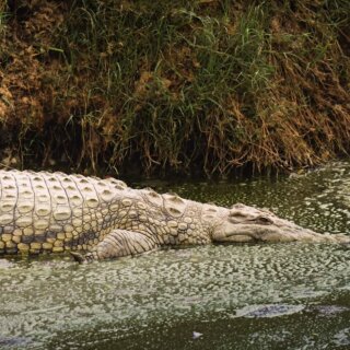 Traumreise Stick "Tansania, Winter & Wiese"