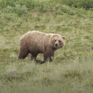 Traumreise Stick "Tansania, Winter & Wiese"