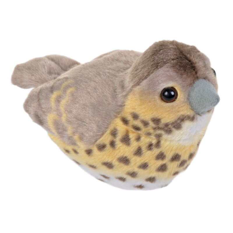 Singende Vögel einzeln