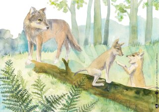 Der Wolf. Kamishibai Bildkartenset.