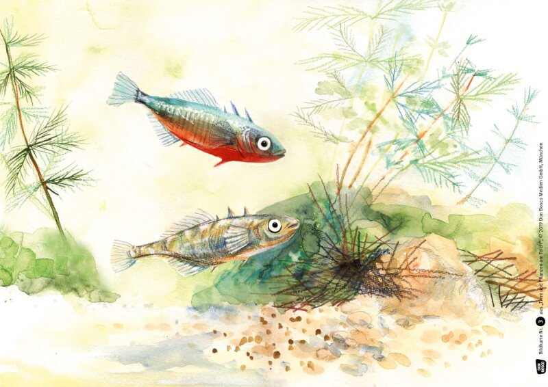 Tiere und Pflanzen am Teich. Kamishibai-Bildkartenset.