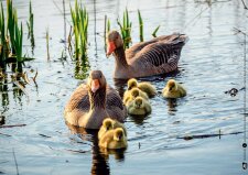 Frosch, Biber und Libelle. Tiere am Wasser. Kamishibai...