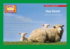 Das Schaf / Kamishibai Bildkarten